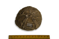 F 07050
<br/>
<br/>
<em></em>